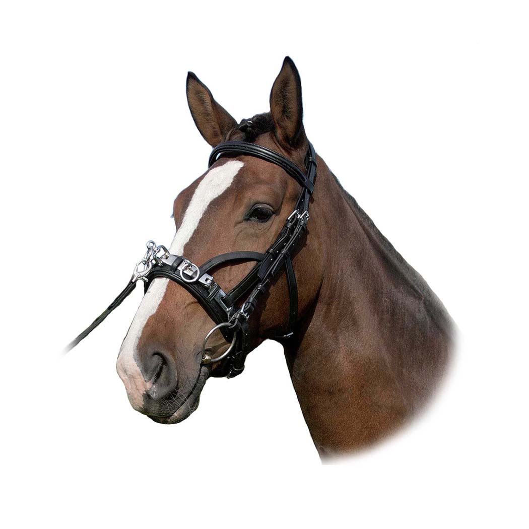 Waldhausen Wembley Leather Lunge Cavesson Bridle Equestrian House