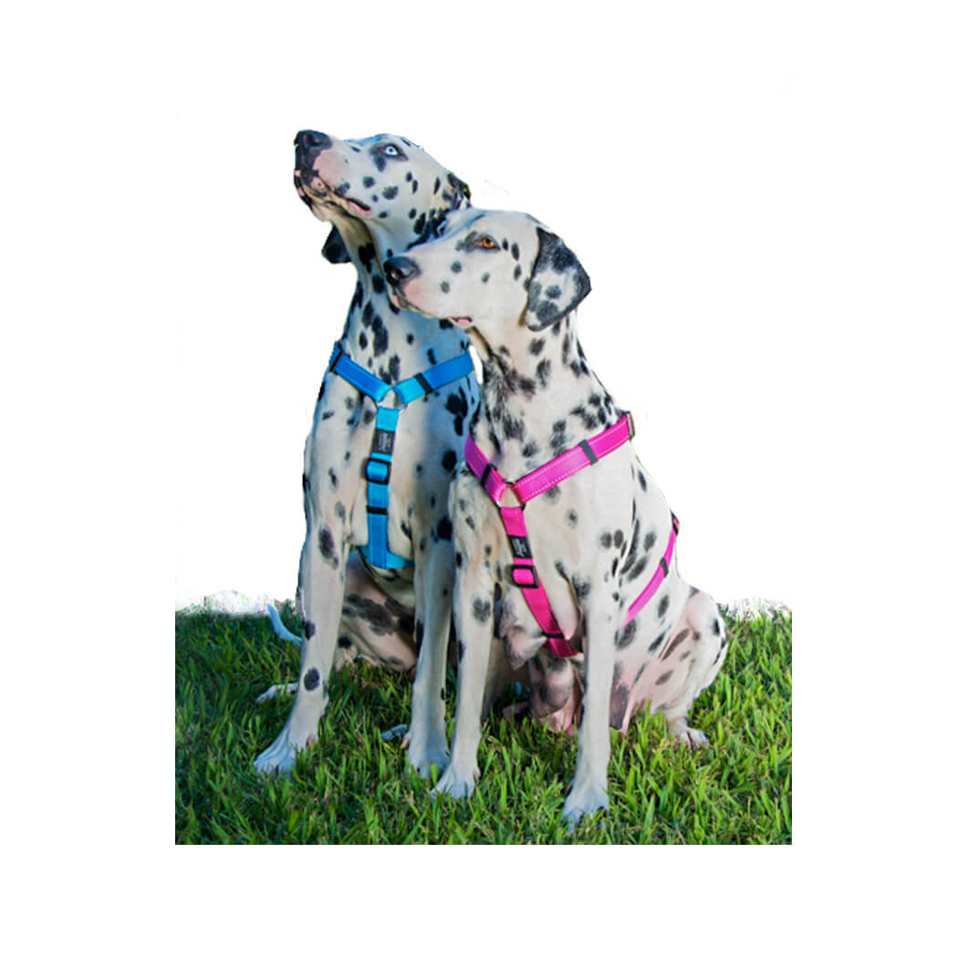 Rogz clearance h harness
